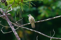Pycnonotus flavescens