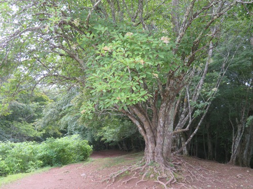 Hydrangea paniculata