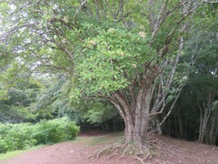 Hydrangea paniculata