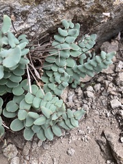 Pellaea bridgesii image
