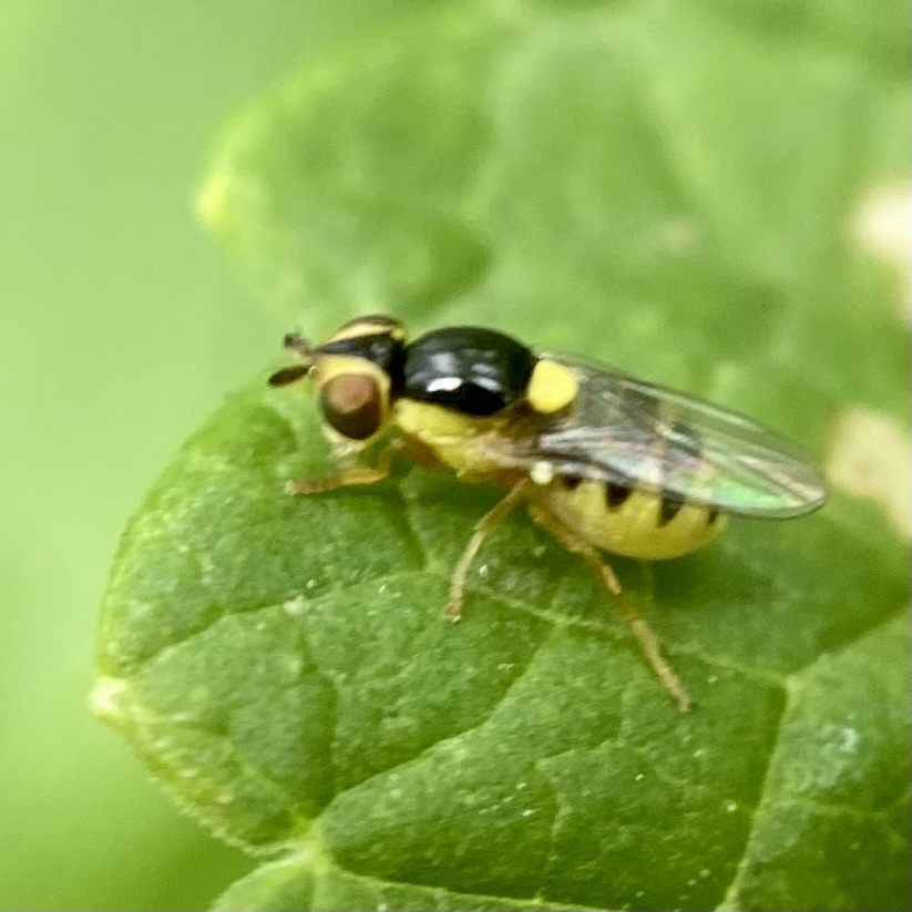 Thaumatomyia grata