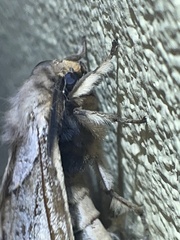 Pseudodirphia eumedide