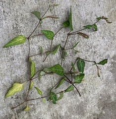 Lepidagathis incurva