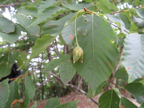 Image of Fagus japonica by (c) Marco Mussita, some rights reserved (CC BY)