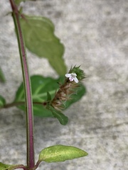 Lepidagathis incurva