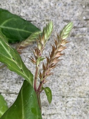 Lepidagathis incurva