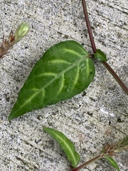 Lepidagathis incurva