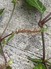 Lepidagathis incurva