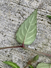 Lepidagathis incurva