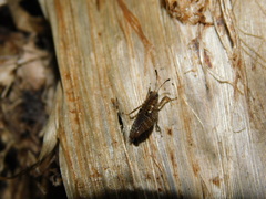 Phaesticus mellerborgi