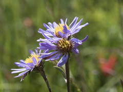Symphyotrichum spathulatum