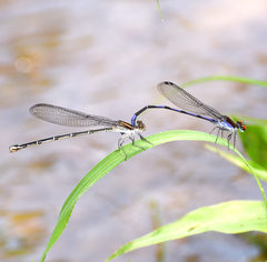 Argia oenea