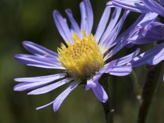 Symphyotrichum spathulatum