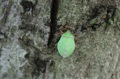 Chlorocoris distinctus