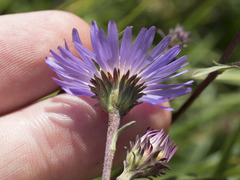 Symphyotrichum spathulatum
