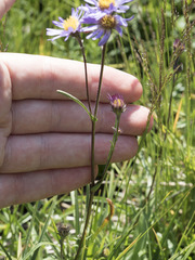 Symphyotrichum spathulatum