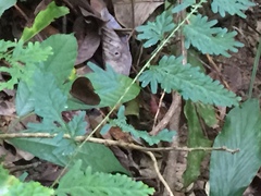 Faunis canens arcesilas