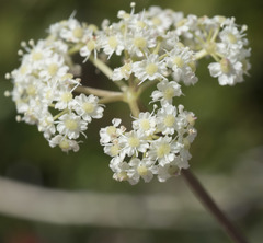 Ligusticum grayi