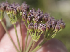 Ligusticum grayi