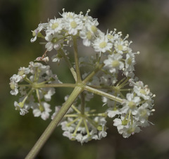 Ligusticum grayi