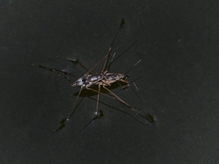 Limnogonus fossarum