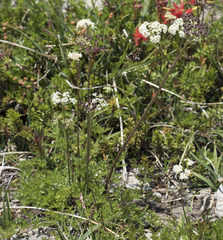 Ligusticum grayi