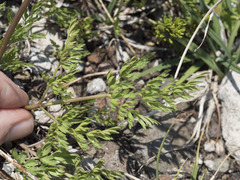 Ligusticum grayi