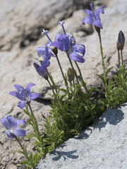 Campanula wilkinsiana