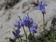 Campanula wilkinsiana
