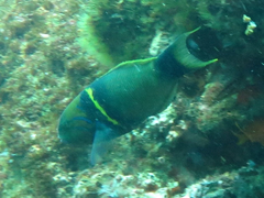 Thalassoma hebraicum