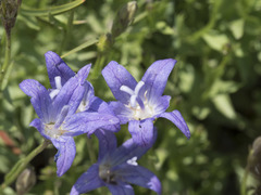 Campanula wilkinsiana