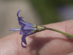 Campanula wilkinsiana