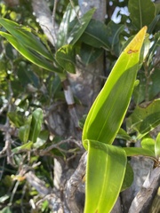 Dendrobium gracilicaule howeanum