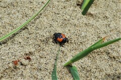 Spilodiscus instratus