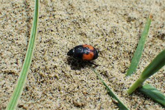 Spilodiscus instratus