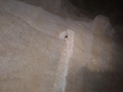 Spelungula cavernicola