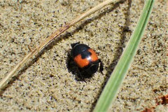 Spilodiscus instratus