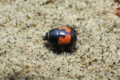 Spilodiscus instratus