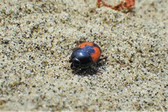Spilodiscus instratus