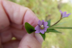 Epilobium alsinifolium