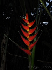 Heliconia orthotricha