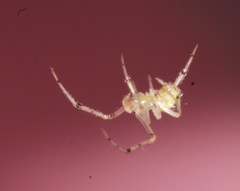 Theridiidae