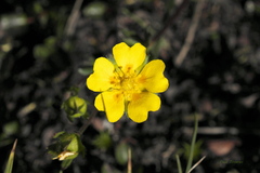 Potentilla hyparctica