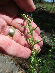 Artemisia carruthii