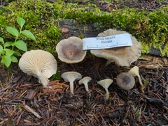 Spodocybe trulliformis