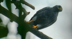 Buteo plagiatus
