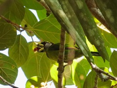 Psilopogon pyrolophus