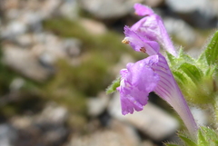 Galeopsis pyrenaica