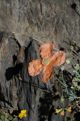 Papaver fugax