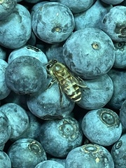 Apis cerana